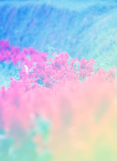 istock Red color nature flower background 531888543
