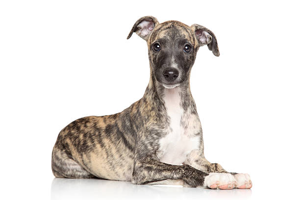istock Whippet puppy on white background 531889777
