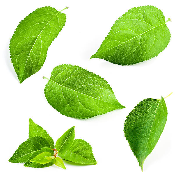 istock Apricot leaves isolated on white background 531889793
