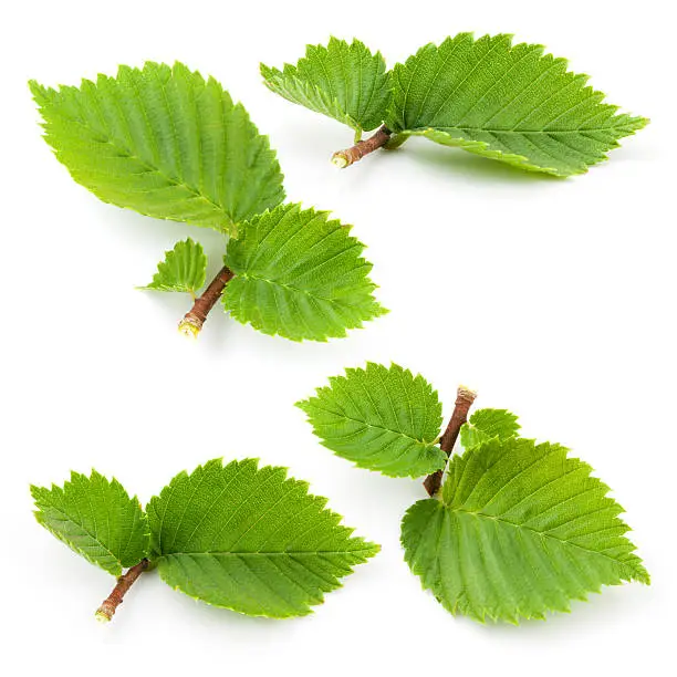 Hazelnut leaves isolated on white background