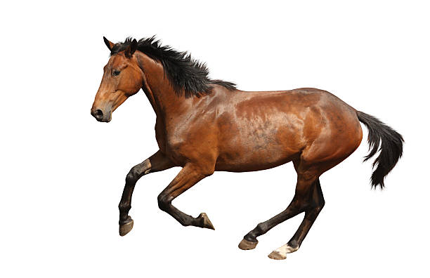 istock Brown horse galloping fast isolated on white 531900915