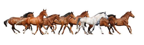 istock Herd of wild horses running isolated on white 531900917