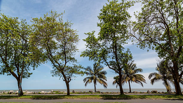 Trees by the shores of Maputo Bay stock photo