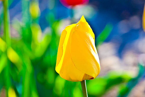 istock Spring field with blooming colorful tulips 531902397