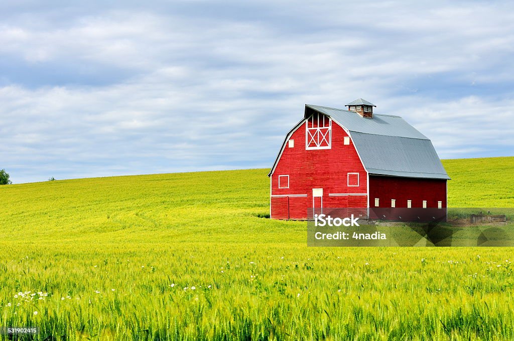 Red Barn in Wheatfield Red Barn in Wheatfield  Barn Stock Photo