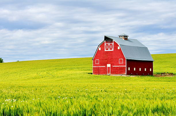 Red Barn in Wheatfield Red Barn in Wheatfield  whitman county washington state stock pictures, royalty-free photos & images