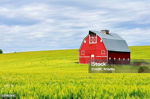 Red Barn In Wheatfield Stock Photo - Download Image Now - Barn, Red, Red Barn