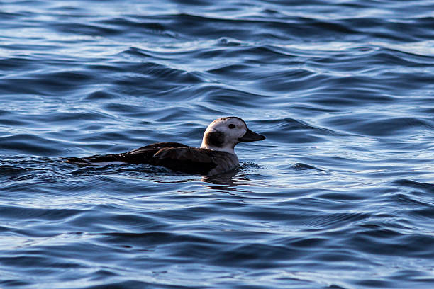 istock female long-tailed ducks floating in the water winter 531903217