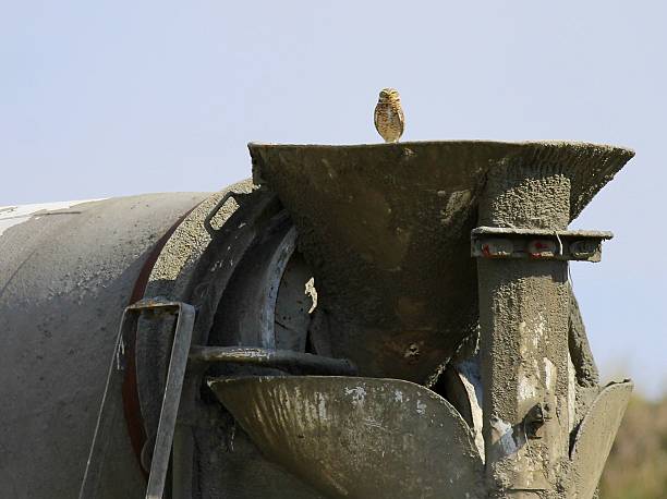 istock Burrowing Owl on a Cement Truck 531903417