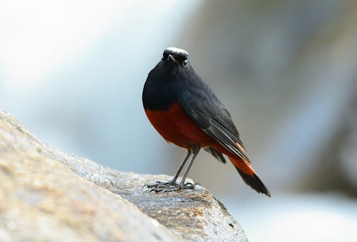 beautiful White-capped Water Redstart (Chaimarrornis leucocephalus) in Thai forest