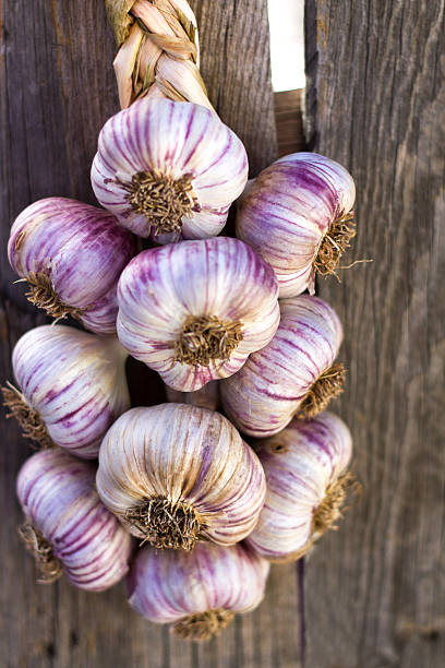 A purple garlic braid on an old wooden fence.