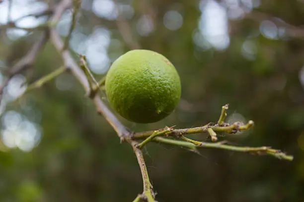 Lemon(lime) on the lemon's tree