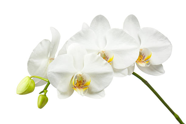 istock Ten day old white orchid isolated on white background. 531904921