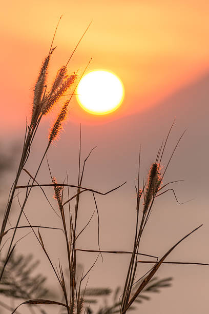 istock Beautiful flower (Poaceae) with warm sunrise 531905163