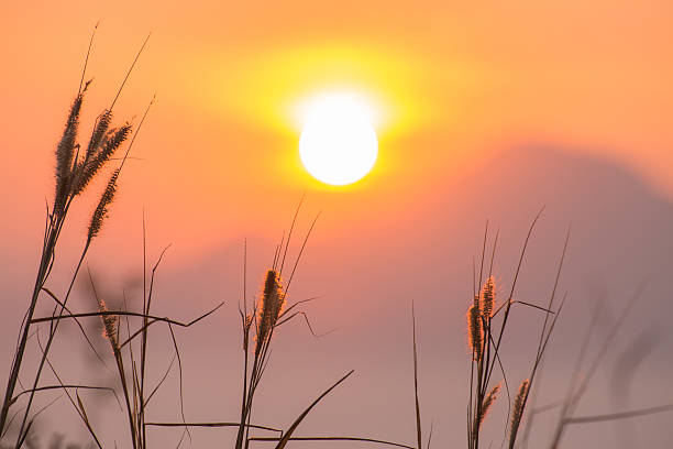 Beautiful flower with warm sunrise stock photo