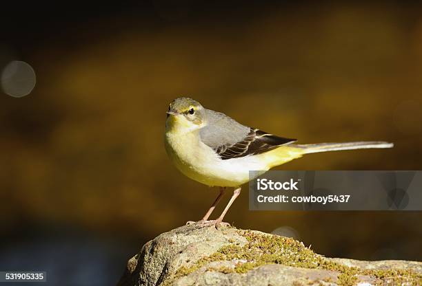 Gray Wagtail Stock Photo - Download Image Now - 2015, Animal, Animal Body Part