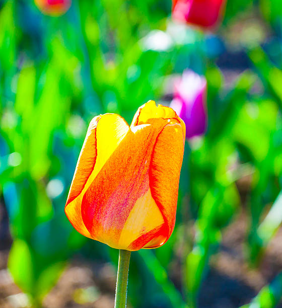 istock Spring field with blooming colorful tulips 531905363