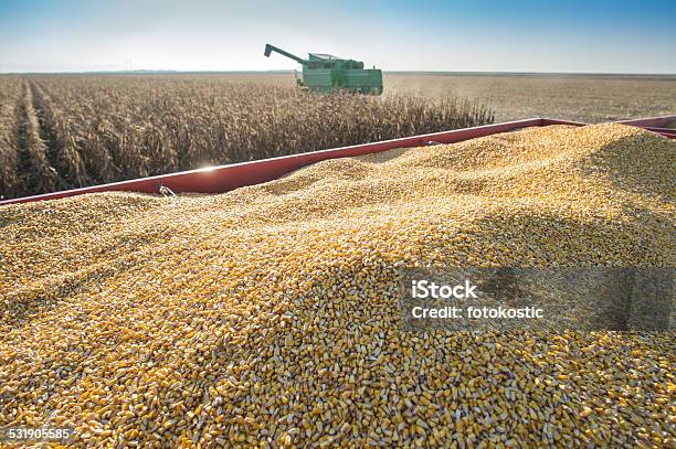 Foto de Colheita De Milho e mais fotos de stock de 2015 - 2015, Agricultura, Ajardinado