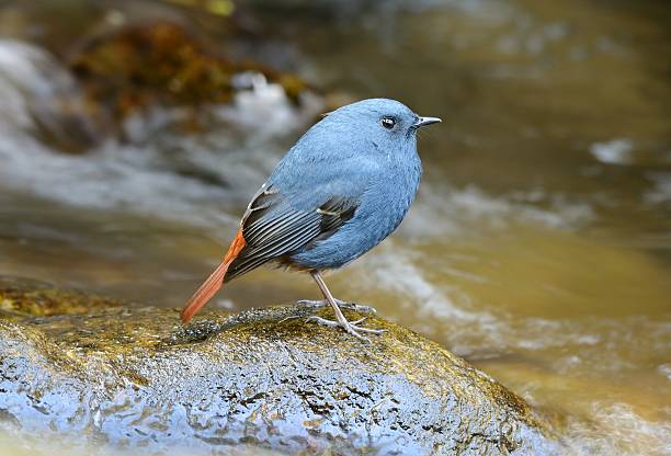 мужской plumbeous redstart (rhyacornis fuliginosa) - fuliginosa стоковые фото и изображения