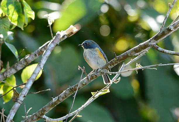 istock male Red-flanked Bluetail (Tarsiger cyanurus) 531906221
