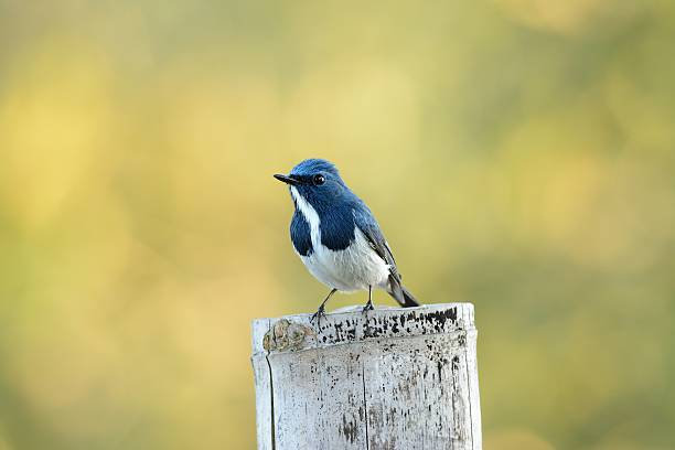 istock male Ultramarine Flycatcher (Ficedula superciliaris) 531907331