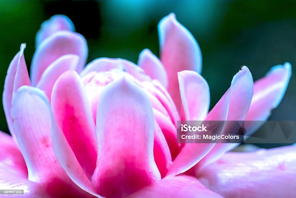 Ginger lily 2015 Stock Photo