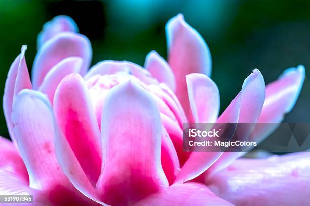 Ginger Lily Stock Photo - Download Image Now - 2015, Beauty In Nature, Brazil