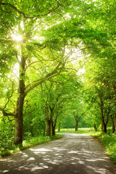 istock alley in summertime 531907463