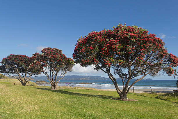 Flowering Pohutukawa Trees. stock photo