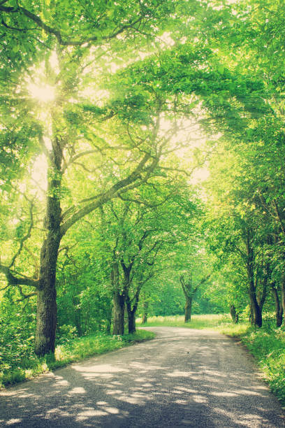 istock alley in summertime 531907905