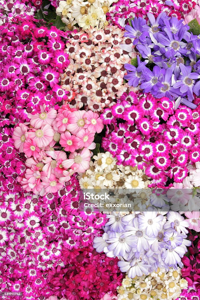 Varias Flores De Fondo Foto de stock y más banco de imágenes de Flor - Flor,  Parterre, Rosa - Color - iStock