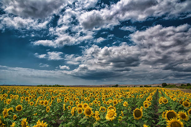 istock Sunflower field in the summer, Bulgaria. 531912958