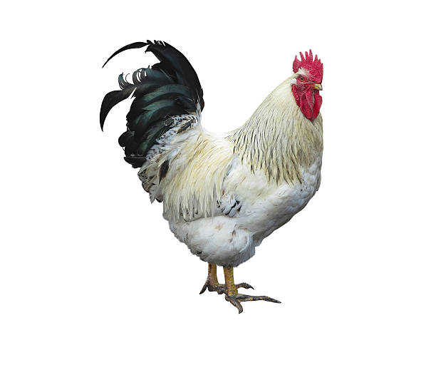 istock Chicken rooster cock isolated over white 531913598