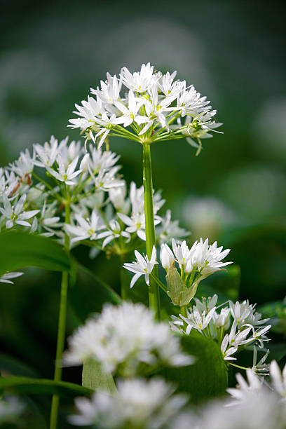 Wild garlic, ramson blooming. Healthy superfood,  edible forest plant with aromatic taste.