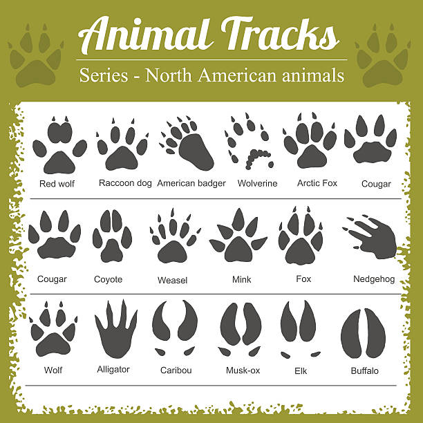 tierische spuren-north amerikanische tiere - eisfuchs stock-grafiken, -clipart, -cartoons und -symbole