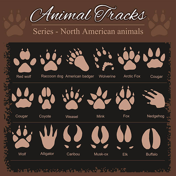 tierische spuren-north amerikanische tiere - eisfuchs stock-grafiken, -clipart, -cartoons und -symbole