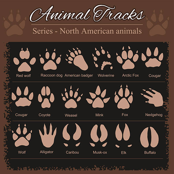 ilustrações, clipart, desenhos animados e ícones de pegadas de animais-norte-americana animais - texugo americano