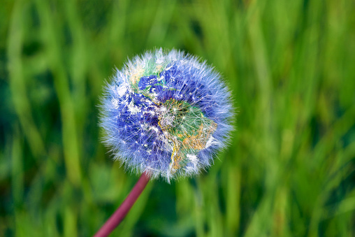 Dandelion with earth shape against green backgound