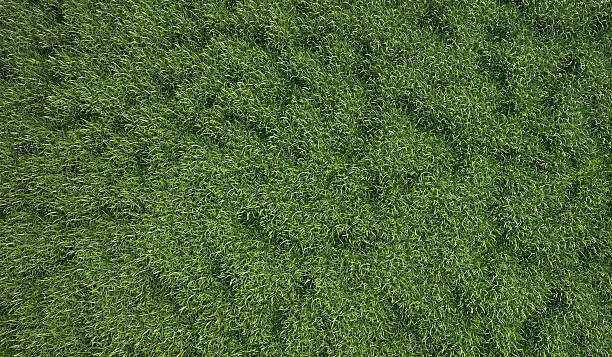 istock Grass meadow seen from the top. 531915344