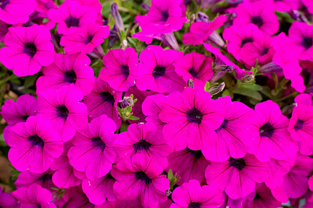 istock Image full of colourful petunia (Petunia hybrida) flowers 531916640