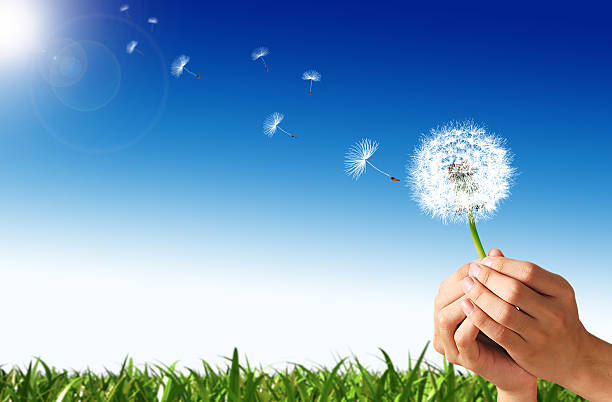 Man hands holding a dandelion flower, with some spores flying away. Green grass and blue sky with sun, in the background.