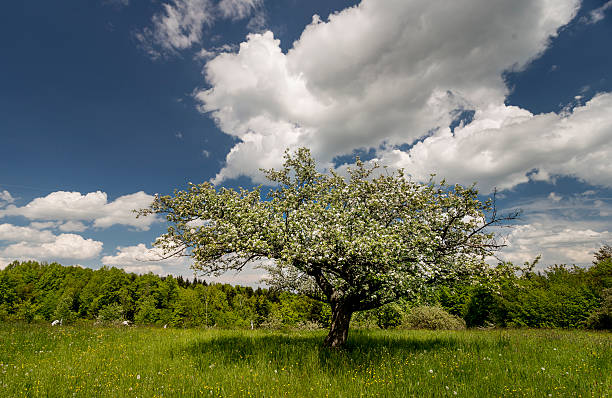 istock White fruits blooming trees 531917356