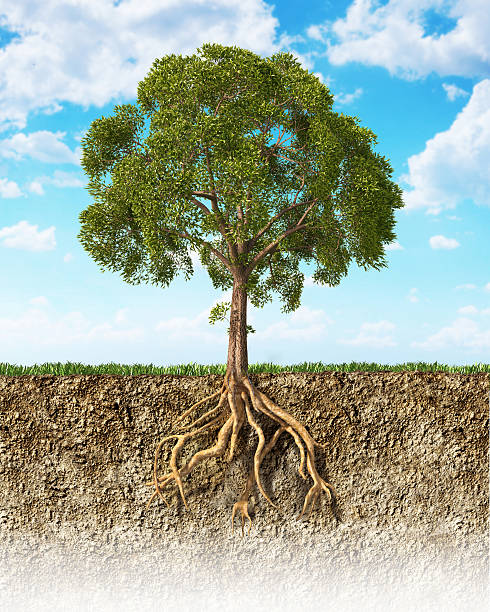 istock Cross section of soil showing a tree with its roots. 531917550