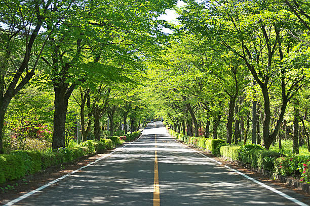 The road which is covered with the fresh green
