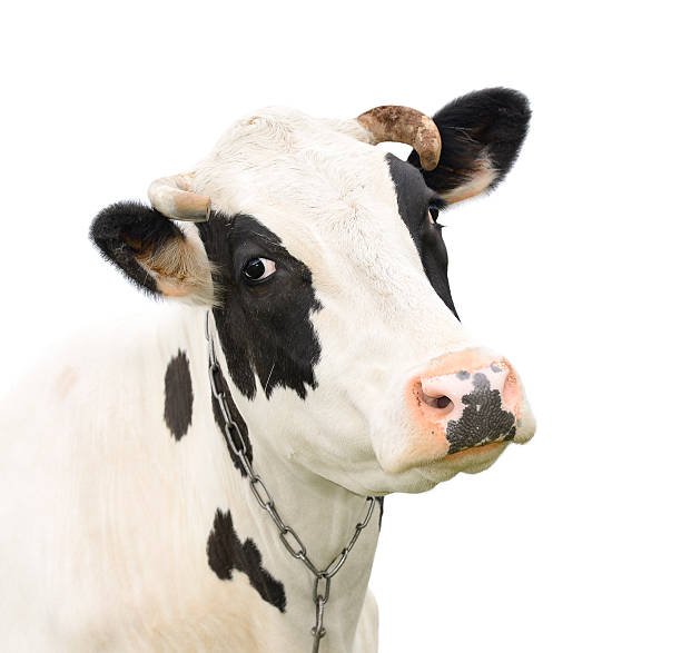 istock Funny cute talking cow isolated on white 531918078