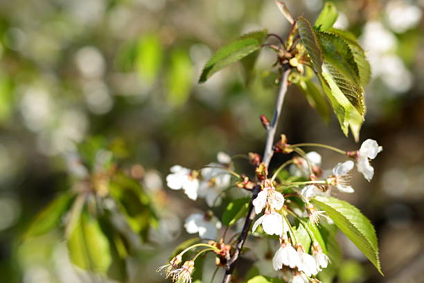 istock flowers of an apple tree 531918156