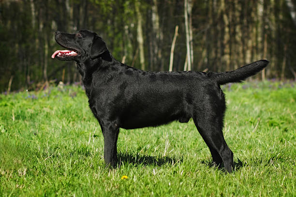 istock Black Labrador dog standing at full height 531918170