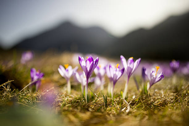 Fleur crocus de fleurs dans les montagnes de Tatra. - Photo