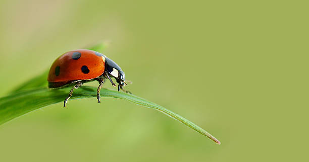 Insect ladybird on a green leaf of grass. Horizontal card with ladybird on a green background. seven spot ladybird stock pictures, royalty-free photos & images