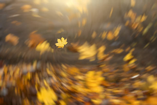 Photo of Strong wind blowing yellow maple leaves